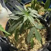 #2026 Balkon GROW Germany - Hindu Kush