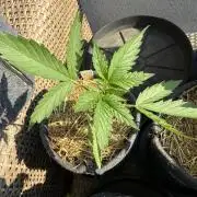 #2026 Balkon GROW Germany - Red Poison