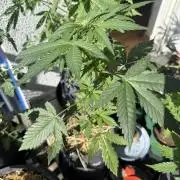 #2026 Balkon GROW Germany - Red Poison