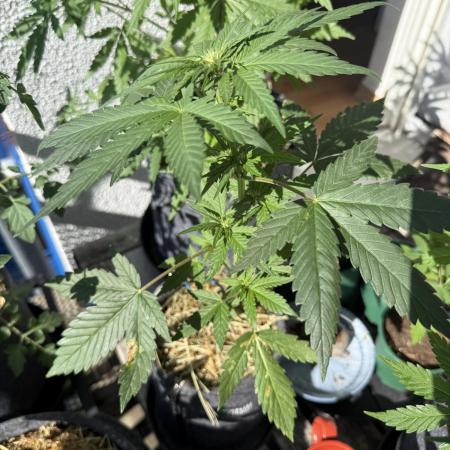 #2026 Balkon GROW Germany - Red Poison