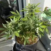 #2026 Balkon GROW Germany - Maui Wowie