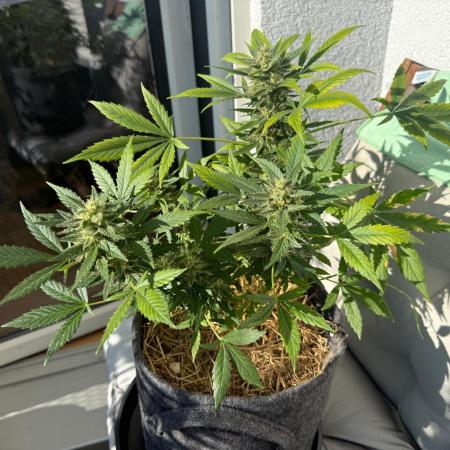#2026 Balkon GROW Germany - Maui Wowie