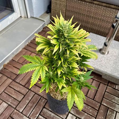 #2025 Balkon GROW Germany - +Speed