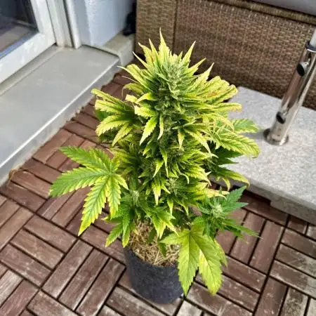 #2025 Balkon GROW Germany - +Speed