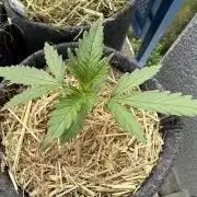 #2026 Balkon GROW Germany - GSC