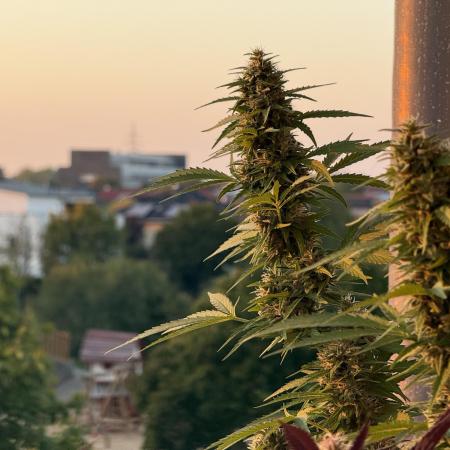 #2025 Balkon GROW Germany - Sticky Orang