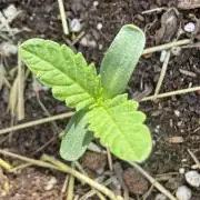 #2026 Balkon GROW Germany - All Gas OG