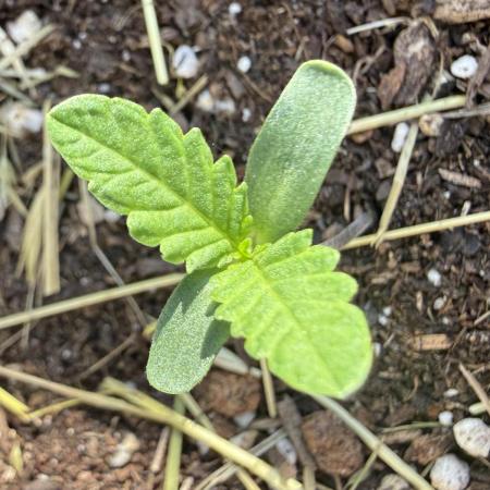 #2026 Balkon GROW Germany - All Gas OG