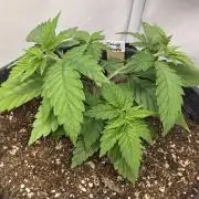 Orange Creampop #2025