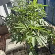 #2026 Balkon GROW Germany - Zkittels