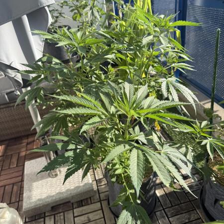 #2026 Balkon GROW Germany - Zkittels