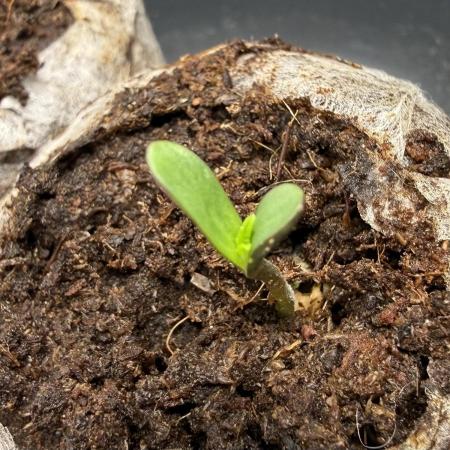 #2026 Balkon GROW Germany - Hindu Kush