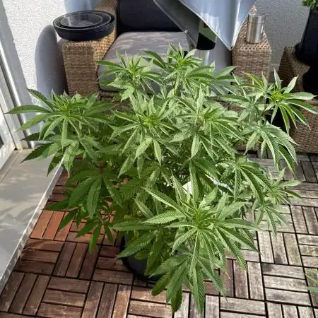 #2025 Balkon GROW Germany - Apple Blosso