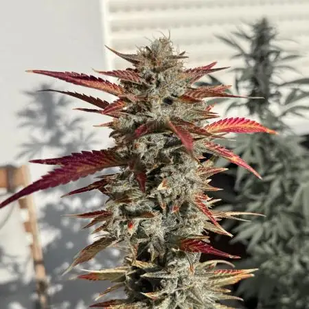 #2025 Balkon GROW Germany - Purple Haze