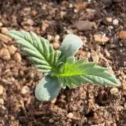 #2026 Balkon GROW Germany - Purple