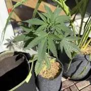 #2026 Balkon GROW Germany - Erdberre