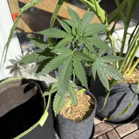 #2026 Balkon GROW Germany - Erdberre