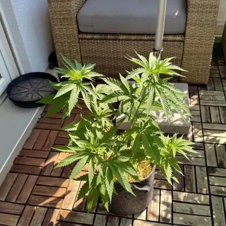 #2025 Balkon GROW Germany - Helly Jelly