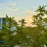 #2025 Balkon GROW Germany - Sticky Orang