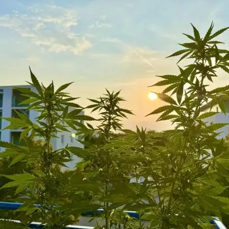 #2025 Balkon GROW Germany - Sticky Orang