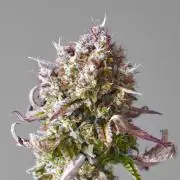 Raspberry Parfait #2025