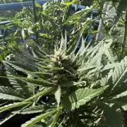 #2026 Balkon GROW Germany - Red Poison