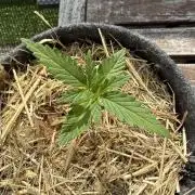 #2026 Balkon GROW Germany - GSC