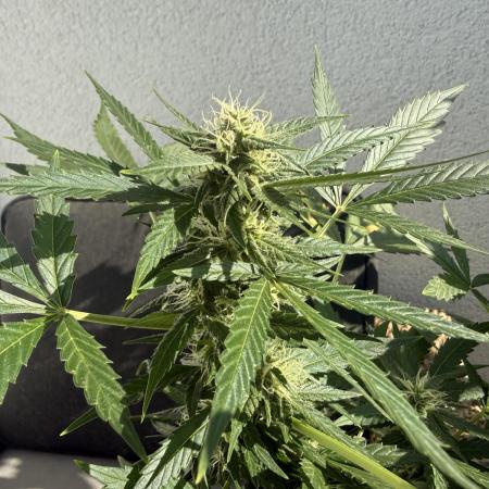 #2026 Balkon GROW Germany - Maui Wowie