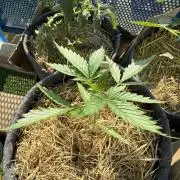 #2026 Balkon GROW Germany - Purple