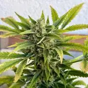 #2026 Balkon GROW Germany - Maui Wowie