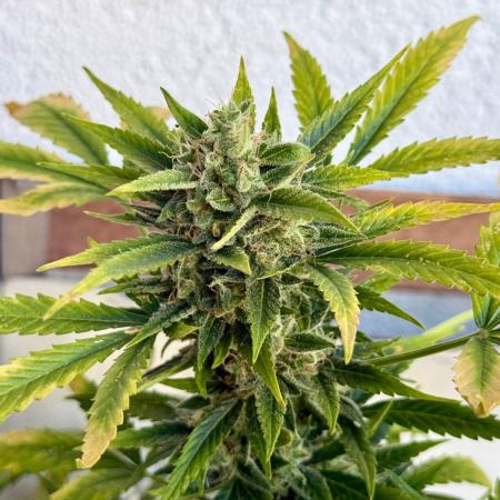 #2026 Balkon GROW Germany - Maui Wowie