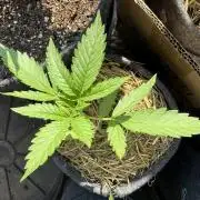 #2026 Balkon GROW Germany - Erdberre