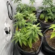 Orange Creampop #2025