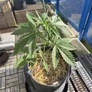 #2026 Balkon GROW Germany - All Gas OG