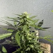 #2026 Balkon GROW Germany - Hindu Kush