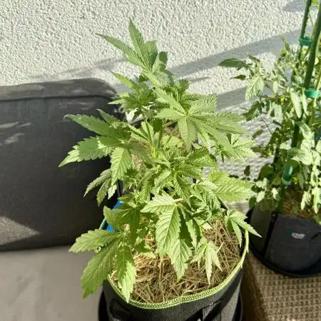 #2025 Balkon GROW Germany - Sticky Orang
