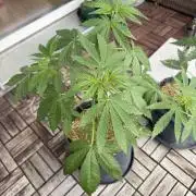 #2026 Balkon GROW Germany - Zkittels