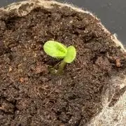 #2026 Balkon GROW Germany - All Gas OG