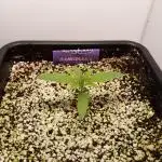 Dank-yah-Berry