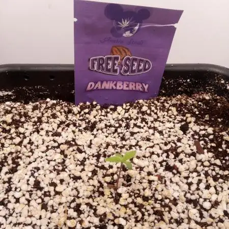 Dank-yah-Berry