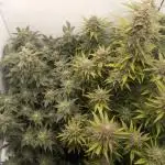 Mephisto´s Golden Grow