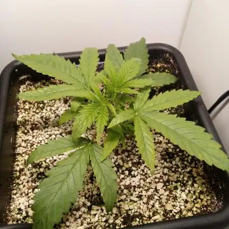 Dank-yah-Berry