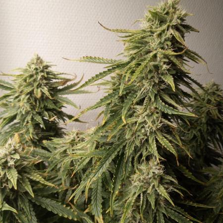 Mephistos Grow