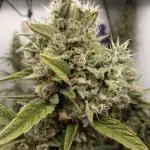 Pink GlitterBomb´s
