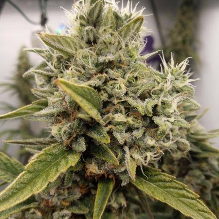 Pink GlitterBomb´s