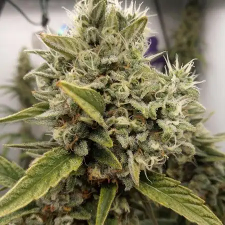 Pink GlitterBomb´s