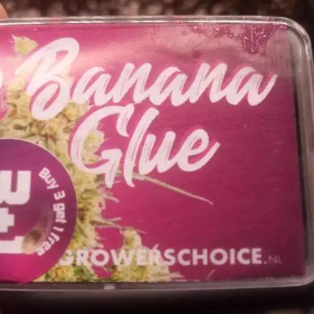 BananaGlue