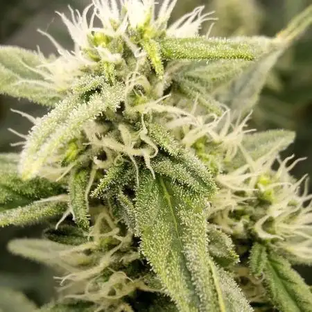 Pink GlitterBomb´s