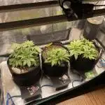 Autoflower & Autopot
