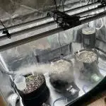 Autoflower & Autopot